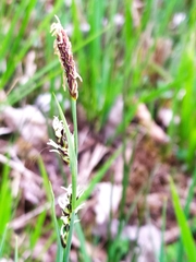 Carex panicea
