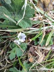 Geranium pusillum