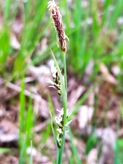 Carex panicea
