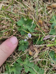 Geranium pusillum