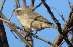 Crithagra gularis gularis