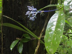 Faramea multiflora