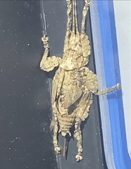 Cymatomera denticollis