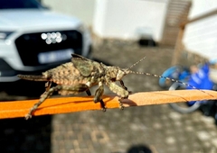 Cymatomera denticollis