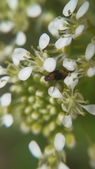 Attagenus bifasciatus