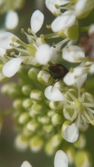 Attagenus bifasciatus