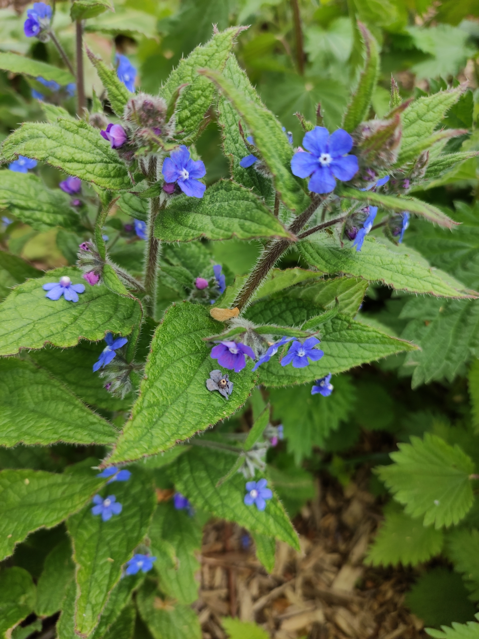 Pentaglottis sempervirens