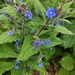Green Alkanet - Photo (c) jonnyj, some rights reserved (CC BY-NC), uploaded by jonnyj