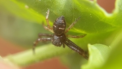 Synema globosum