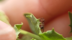 Synema globosum