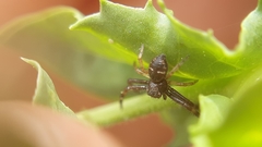 Synema globosum