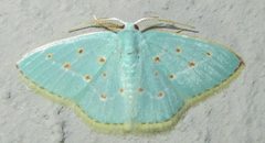 Comostolopsis stillata