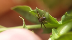 Synema globosum