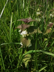 Lamium album