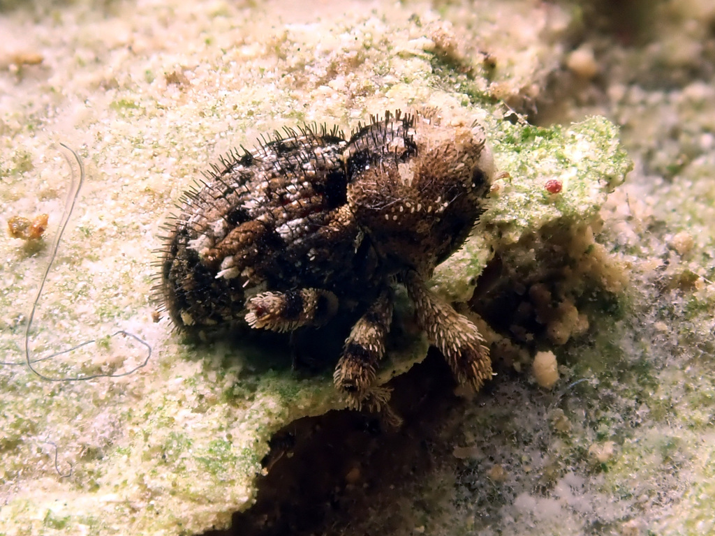 Omoeacalles crisioides