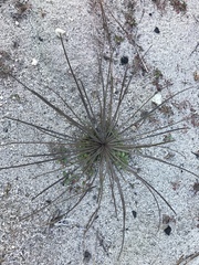 Erysimum teretifolium