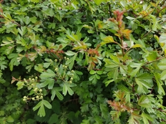 Crataegus monogyna