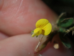 Lotus angustissimus