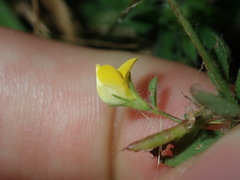 Lotus angustissimus