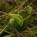 Pterostylis venosa - Photo (c) Sarah Richardson, μερικά δικαιώματα διατηρούνται (CC BY-NC), uploaded by Sarah Richardson
