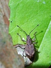 Cyphicerina
