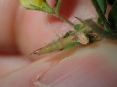 Lotus angustissimus