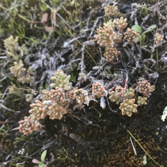 Sedum radiatum