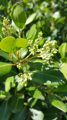 Pterocelastrus tricuspidatus