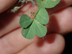 Lotus angustissimus