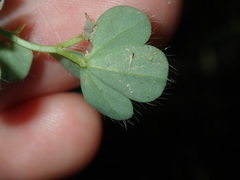 Lotus angustissimus