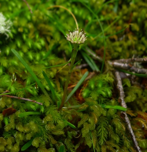 Abrotanella linearis Berggr.