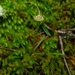 Abrotanella linearis - Photo (c) Sarah Richardson, algunos derechos reservados (CC BY-NC), subido por Sarah Richardson
