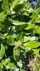 Pterocelastrus tricuspidatus