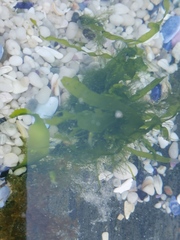 Ulva fasciata