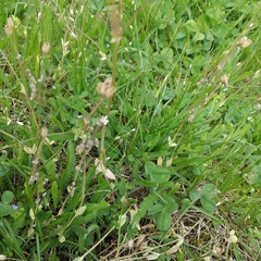 Holosteum umbellatum