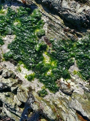 Ulva rigida