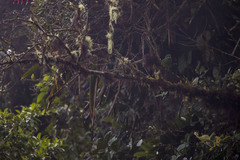 Leptosittaca branickii