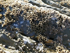 Notomegabalanus algicola