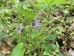 Viola affinis