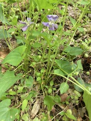 Viola affinis