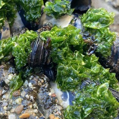 Ulva californica