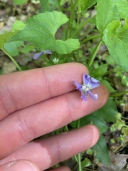 Viola affinis