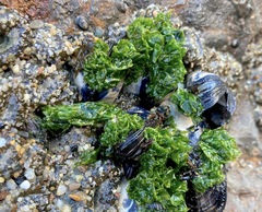 Ulva californica