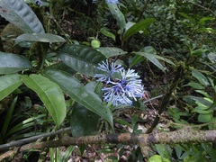 Faramea multiflora