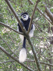 Colobus guereza