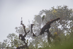 Leptosittaca branickii