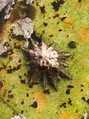 Scutellastra longicosta