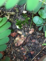 Asiomorpha coarctata