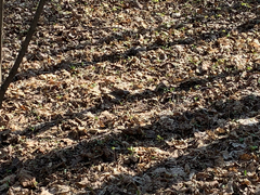 Turdus pilaris