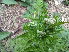 Anthriscus sylvestris